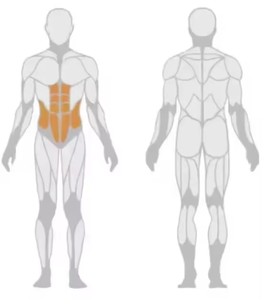 Máquina de Ejercicios Abdominales para Gimnasio Comercial, Máquina de Abdominales Oblicuos con Peso de Placas - Product Image 4