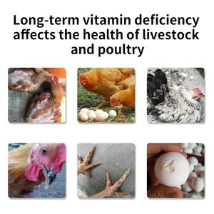 Vitamines pour Poulets de Chair Croissance Rapide et Gain de Poids Aliment de Croissance pour Poulets Booster de Croissance pour Poulets de Chair - Product Image 4