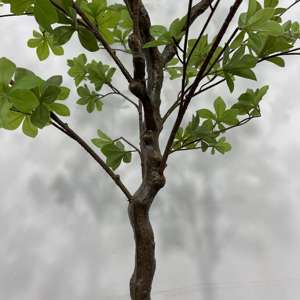 Árbol Artificial <span class=keywords><strong>de</strong></span> Enkianthus Perulatus, Flor <span class=keywords><strong>de</strong></span> <span class=keywords><strong>Nieve</strong></span> Japonesa Artificial con Follaje Verde Denso para Decoración <span class=keywords><strong>de</strong></span> Interiores, Hogar y Oficina, Varios Tamaños - Product Image 6