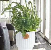 Plante vivante Costa Farms Kimberly Queen Fern en pot décoratif, purificateur d'air d'intérieur, décoration de bureau et de maison, cadeau de déménagement ou d'anniversaire
