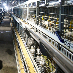 <span class=keywords><strong>Kit</strong></span> de cages pour poulets de chair entièrement automatisé et économe en main-d'œuvre, avec modules complets d'alimentation, d'abreuvement, de collecte des excréments et de ventilation - Product Image 5