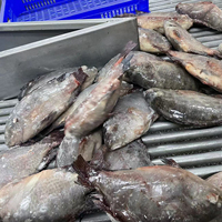 Tilapia noire fraîche congelée entière à vendre - Exportateur de produits de la mer et d'aliments surgelés - Tilapia fraîche entière