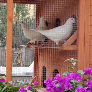 Bumo Professionele Outdoor Houten Duivenkooi Voor Fokken Gooien Race Boxed Bird House Loft Van Fabriek - Product Image 3