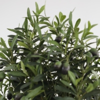 Plante artificielle bonsaï pour chambre à coucher, d'olive, ananas, plante décorative, accessoires