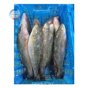 กลอง<span class=keywords><strong>ปลา</strong></span>แช่แข็งสีแดงทั้งตัวทั้งตัวเลี้ยงในฟาร์มจากประเทศจีนสำหรับตลาดสหรัฐอเมริกา - Product Image 2