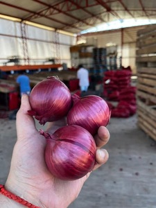 Bán buôn Số lượng Nhà cung cấp chất lượng cao Trung Quốc Xuất xứ Vàng hành tây xuất khẩu rau tươi hành tây đỏ với giá cạnh tranh - Product Image 5