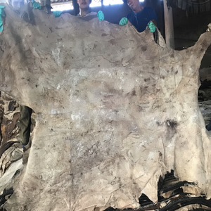 Peau de vache salée humide et peaux de buffle pour l'exportation - Product Image 1