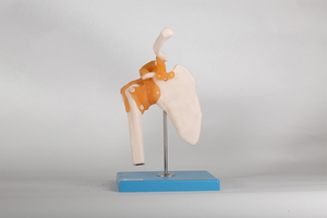 Modelos De ciencia médica, articulación del hombro, <span class=keywords><strong>esqueleto</strong></span> humano, modelo anatómico GD/A11209/1 - Product Image 2