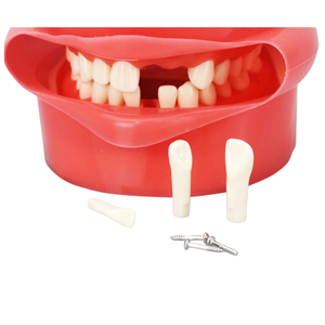 Phantom Simulation Lab Dental Manikin Head School Đào Tạo Hướng Dẫn Sử Dụng Loại Răng Có Thể Tháo Rời Mô Hình Hệ Thống Giảng Dạy Thiết Bị Nha Khoa - Product Image 3