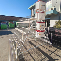 Cages métalliques automatiques de type A pour poules 96/128/160 Cages de poulet à œufs de couche de batterie d'oiseaux pour la catégorie de produits agricoles Cages pour animaux