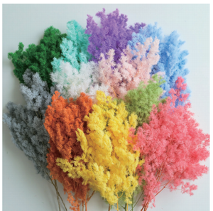 Amaranto Preservado Natural de Colores, Helecho Retrofractus <span class=keywords><strong>Ming</strong></span>, Flores Preservadas para Decoración del Hogar - Product Image 1