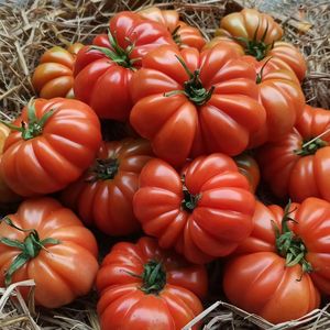 <span class=keywords><strong>Pomodoro</strong></span> Cavallino - Product Image 1