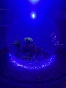 Acryl <span class=keywords><strong>Aquarium</strong></span> <span class=keywords><strong>Aquarium</strong></span> Acryl <span class=keywords><strong>Aquarium</strong></span> Restaurant Goedkope Acryl Aquaria - Product Image 5