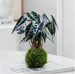 สิบอันดับต้นที่ประสบความสำเร็จของต้นไม้กระถางมอสโต๊ะกาแฟบอนไซขนาดเล็กสำหรับห้องน้ำโต๊ะคนขี้เกียจพืชสีเขียว - Product Image 6