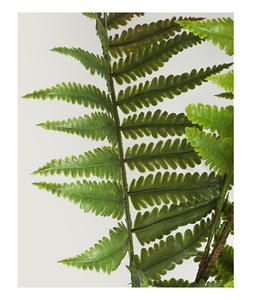 نباتات سرخس بلاستيكية في بوسطن صناعية شجيرات نباتات صناعية شجيرات نباتات صناعية أوراق نبات سرخس فارسي خضراء مزيفة داخل المنزل - Product Image 5