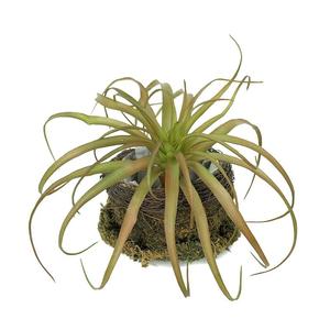 Pianta Artificiale Succulenta Decorativa, Ananas d'Aria in Miniatura, Decorazione da Giardino Ecologica, 20cm, Parete Verde con Succulente Finte - Product Image 3