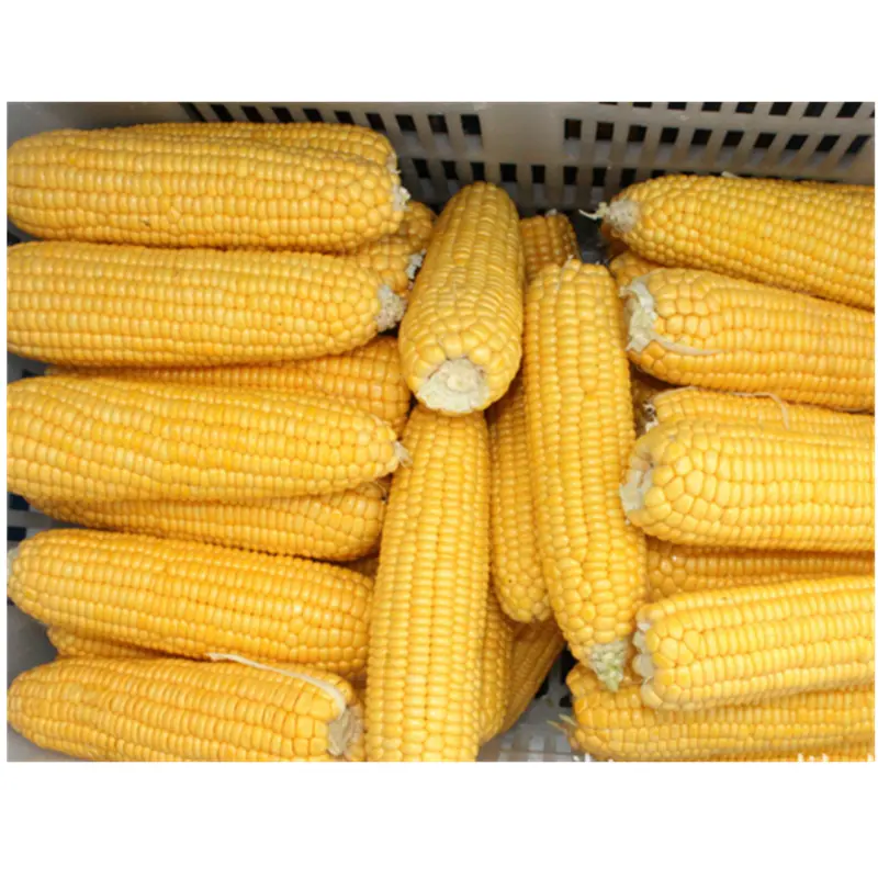 Delicious yellow IQF sweet corn whole 18-20cm frozen corn