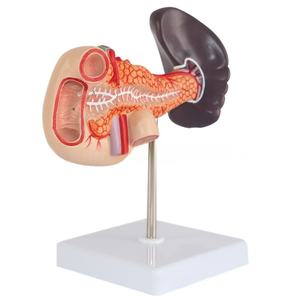 Modelo anatómico de PVC para ciencia médica, hígado humano, bazo, páncreas, tronco celíaco, vena porta hepática, modelo de sistema digestivo - Product Image 6