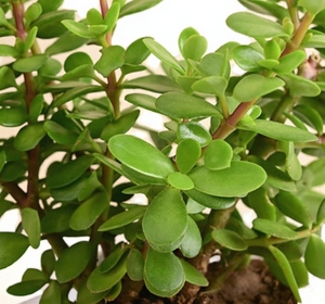 <span class=keywords><strong>Planta</strong></span> <span class=keywords><strong>de</strong></span> <span class=keywords><strong>Jade</strong></span> Viva en Maceta |   Suculenta <span class=keywords><strong>de</strong></span> la Buena Suerte, Feng Shui, para el <span class=keywords><strong>Dinero</strong></span> |   <span class=keywords><strong>Planta</strong></span> Purificadora <span class=keywords><strong>de</strong></span> Aire <span class=keywords><strong>de</strong></span> Bajo Mantenimiento para Interiores/Exteriores, para Decoración <span class=keywords><strong>de</strong></span> Oficinas - Product Image 1