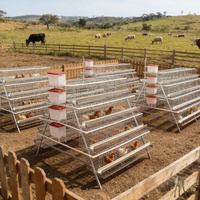Équipement avicole haute résistance populaire en Afrique pour l'élevage de poulets