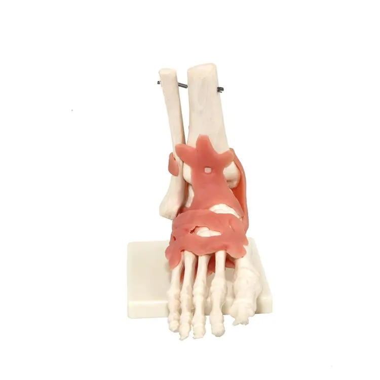 उन्नत पीवीसी जीवन आकार मानव पैर की हड्डी कंकाल मॉडल चिकित्सा मॉडल