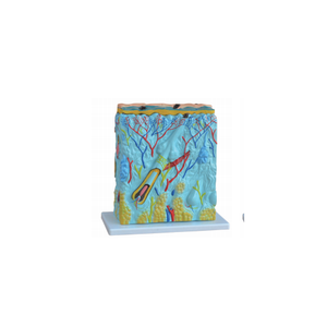 Kích thước mở rộng mô hình giải phẫu phần da người 105 lần mô hình y tế Da - Product Image 2