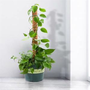 अनुकूलित काई पोल के बारे में 52 इंच काई कुलदेवता पोल पोल संयंत्र समर्थन नारियल के खोल के लिए इस्तेमाल किया - Product Image 4