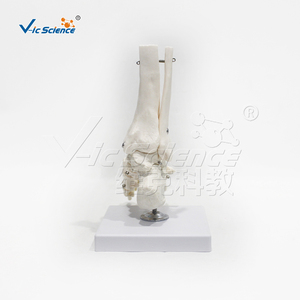 Tự Nhiên Cuộc Sống Kích Thước Pvc Mắt Cá Chân Con Người Chân Khớp Bộ Xương Mô Hình Cho Khoa Học Y Tế Giảng Dạy PVC Mô Hình Xương - Product Image 4