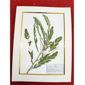 Especímenes de plantas medicinales sin marco para investigación y enseñanza, hojas secas, hojas de árboles y especímenes de herbario. - Product Image 5