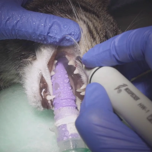 Профессиональный ветеринарный инструмент трахеальной интубации для кошек - Product Image 6