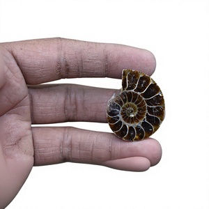 Colgante de Concha Fósil de Amonita Natural Genuina A+ con Forma Elegante, Estilo Veraniego Marino, Cabujón Suelto para Fabricación de Joyas, Gema de Tercera Calidad - Product Image 1