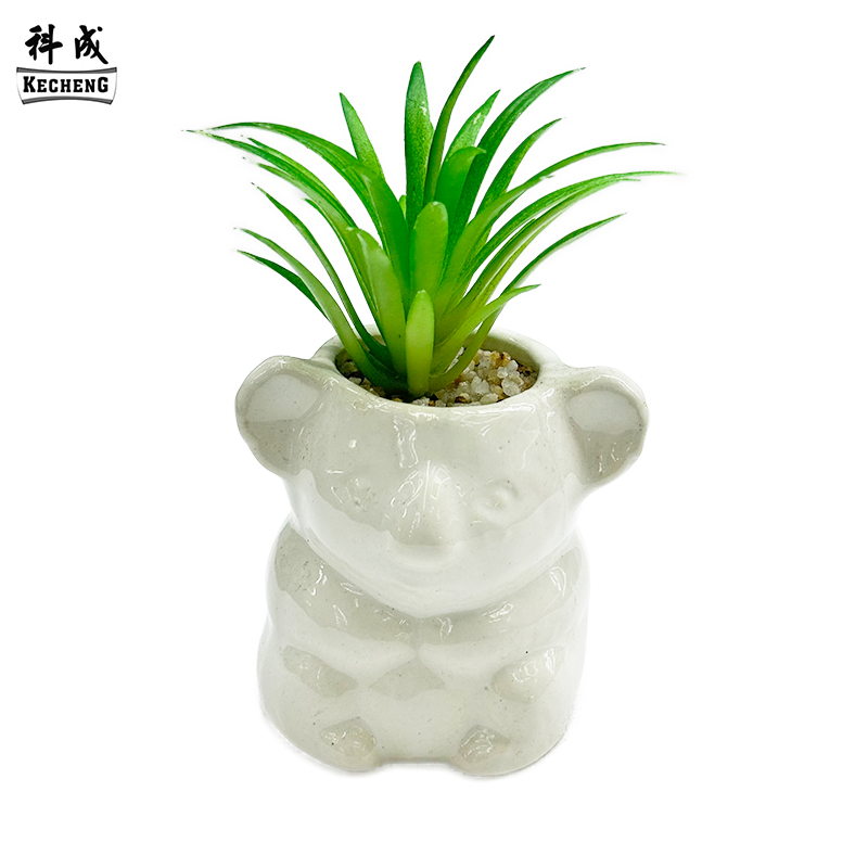 Koala (miscela succulenta)