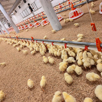 Système d'alimentation automatique pour volailles à prix d'usine pour élevages de poulets de chair