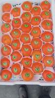 Exportateurs de fruits, fournisseurs de mandarines Wogan fraîches, achat de mandarines Orah biologiques à prix de gros