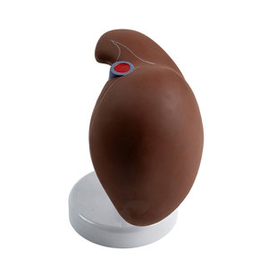 Modelo de Anatomía del Hígado Humano DARHMMY, Tamaño Real, PVC, para Enseñanza Médica, Entrenamiento de Doctores y Educación Hospitalaria - Product Image 2