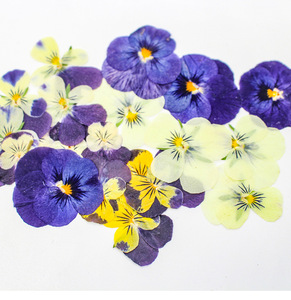 ไวโอลาไตรรงค์กดศิลปะเล็บดอกไม้แห้งสำหรับร่างกายใบหน้า DIY เคสโทรศัพท์ศิลปะเล็บเครื่องประดับตกแต่งโปสการ์ด - Product Image 1