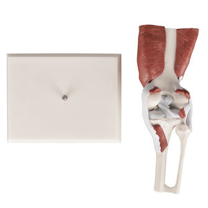 Modelo Anatómico de Articulación de Rodilla Humana a Gran Escala DP09-026 CN, Músculos, Ligamentos, Huesos, Enseñanza <span class=keywords><strong>del</strong></span> <span class=keywords><strong>Sistema</strong></span> Esquelético, Ortopedia - Product Image 3