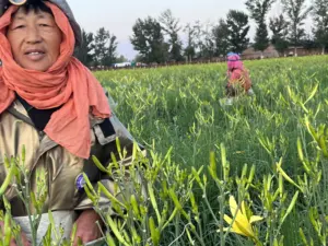 Yüksek kaliteli kurutulmuş çiçek kurutulmuş daylily doğal ve sağlıklı çiçek çayı daylily