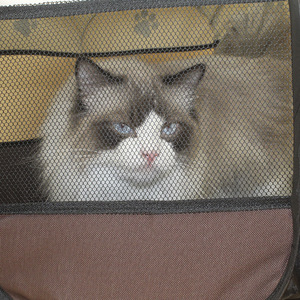 Meilleures ventes transfrontalières : Tente octogonale pour animaux de compagnie, enclos respirant, cage pour chien, maison pour animaux, cage pour chat, toutes saisons, motif empreintes de pattes - Product Image 1