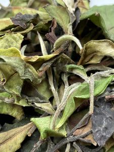 Fornitore di tè all'ingrosso campione gratuito cinese biologico Pai Mu Dan bianco peonia tè da Fuding Fujian - Product Image 5