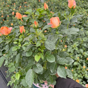 Rose Chinensis, rosier à fleurs, variétés mixtes, différentes tailles, plante vivrière pour aménagement paysager, arbuste ornemental en pot, idéal pour les remises de diplômes - Product Image 2