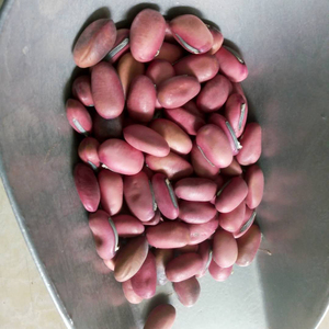 ถั่วคาโนวัลเลียแห้งดิบ (Dao Dou SEMEN CANAVALIE) สำหรับขาย - Product Image 2