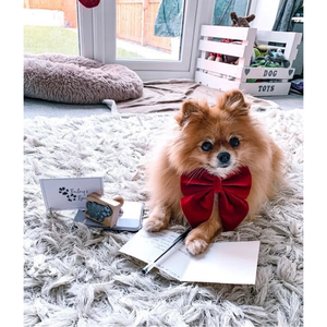 Accessoires pour animaux de compagnie : Nœuds <span class=keywords><strong>papillon</strong></span> pour chiens et chats, en velours imprimé ou uni, détachables et mobiles, pour Noël et mariages - Product Image 5