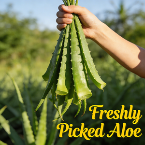 Mejor Precio, Suministro de Fábrica, Aceite Esencial de Aloe Vera al por Mayor, Aceite de Aloe Vera Orgánico de Marca Privada 100084-89-7, <span class=keywords><strong>Ingredientes</strong></span> Naturales - Product Image 5