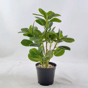 Simular plantas verdes artificiais suculentas, atacado de plantas verdes, suculentas reais, planta amadeirada, paredes de casamento, decoração verde para casa - Product Image 2