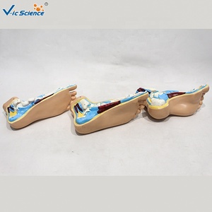 Modèle anatomique <span class=keywords><strong>de</strong></span> pied plat normal, lot <span class=keywords><strong>de</strong></span> 3, taille réelle, pour l'enseignement <span class=keywords><strong>de</strong></span> la pathologie <span class=keywords><strong>de</strong></span> la voûte plantaire, CE/ISO/ROHS/CNAS - Product Image 6