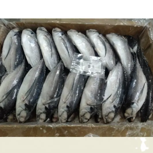 Ikan Makarel Kuda FROZEN