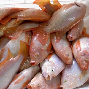 Meilleures ventes <span class=keywords><strong>de</strong></span> produits <span class=keywords><strong>de</strong></span> la mer, tilapia rouge congelé entier, <span class=keywords><strong>poisson</strong></span> frais rond à vendre - Product Image 3