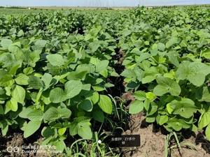 Additivo alimentare per frutta e verdura di grado industriale diammonio idrogeno fosfato di vendita calda - Product Image 2