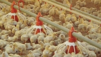 Nouveau système d'alimentation automatique pour volailles galvanisé à chaud certifié ISO9001 pour élevage de poulets